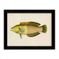 Set de 4 láminas con pez colorido efecto vintage tono azul amarillo verde. Composicion de 4 peces diferentes en , fondo papel antiguo-Artwork-Nacnic-Nacnic Estudio SL