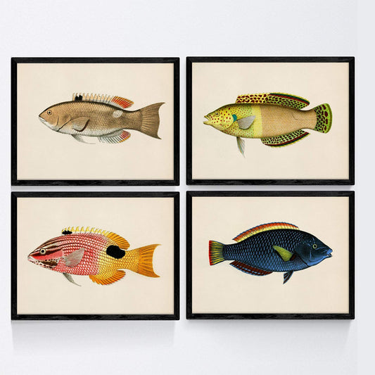 Set de 4 láminas con pez colorido efecto vintage tono azul amarillo verde. Composicion de 4 peces diferentes en , fondo papel antiguo-Artwork-Nacnic-Nacnic Estudio SL