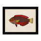 Set de 4 láminas con pez colorido efecto vintage tono azul rojo verde. Composicion de 4 peces diferentes, fondo papel antiguo vintage.-Artwork-Nacnic-Nacnic Estudio SL