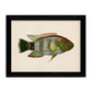 Set de 4 láminas con pez colorido efecto vintage tono azul rojo verde. Composicion de 4 peces diferentes, fondo papel antiguo vintage.-Artwork-Nacnic-Nacnic Estudio SL