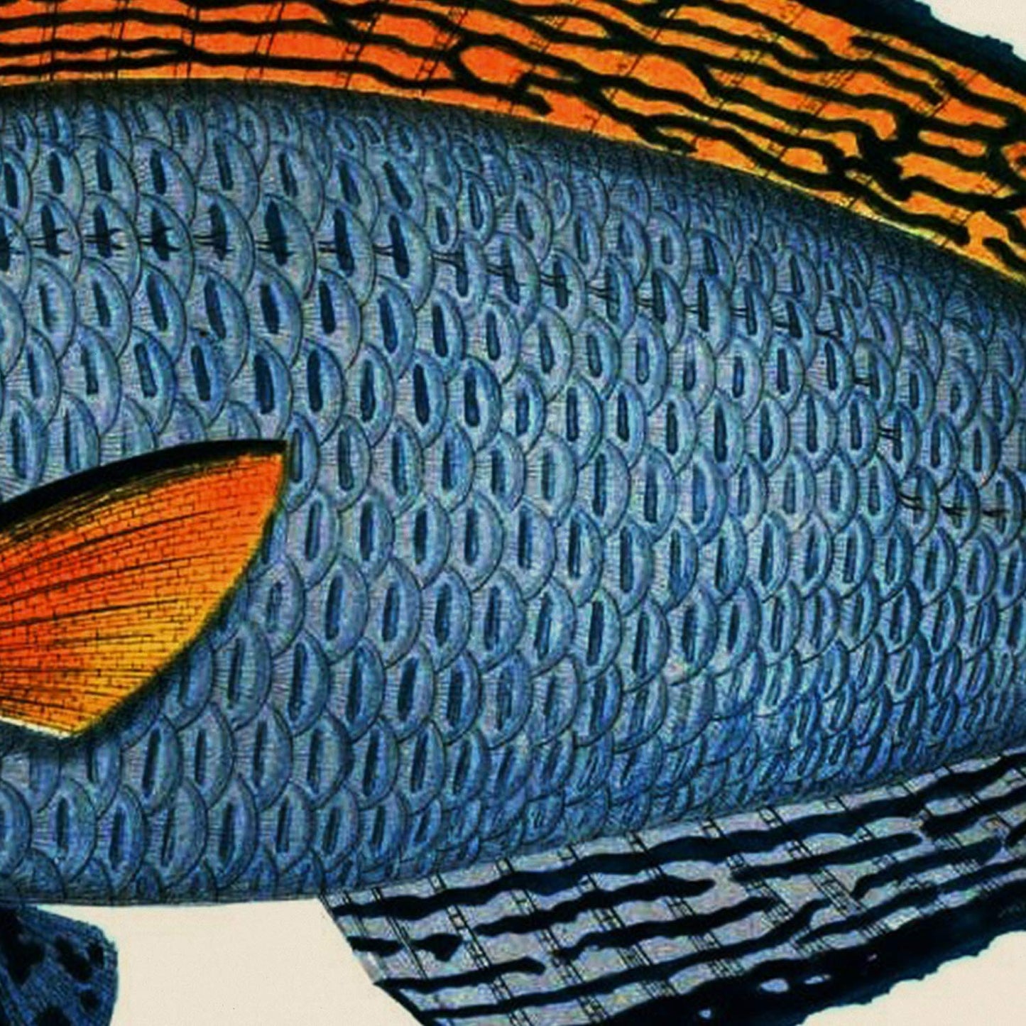 Set de 4 láminas con pez colorido efecto vintage tono azul verde. Composicion de 4 peces diferentes, fondo papel antiguo vintage.-Artwork-Nacnic-Nacnic Estudio SL