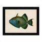 Set de 4 láminas con pez colorido efecto vintage tono azul verde. Composicion de 4 peces diferentes, fondo papel antiguo vintage.-Artwork-Nacnic-Nacnic Estudio SL