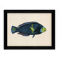 Set de 4 láminas con pez colorido efecto vintage tono azul verde. Composicion de 4 peces diferentes, fondo papel antiguo vintage.-Artwork-Nacnic-Nacnic Estudio SL