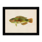 Set de 4 láminas con pez colorido efecto vintage tono naranja azul verde. Composicion de 4 peces diferentes, fondo papel antiguo vintage.-Artwork-Nacnic-Nacnic Estudio SL