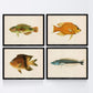 Set de 4 láminas con pez colorido efecto vintage tono naranja azul verde. Composicion de 4 peces diferentes, fondo papel antiguo vintage.-Artwork-Nacnic-Nacnic Estudio SL