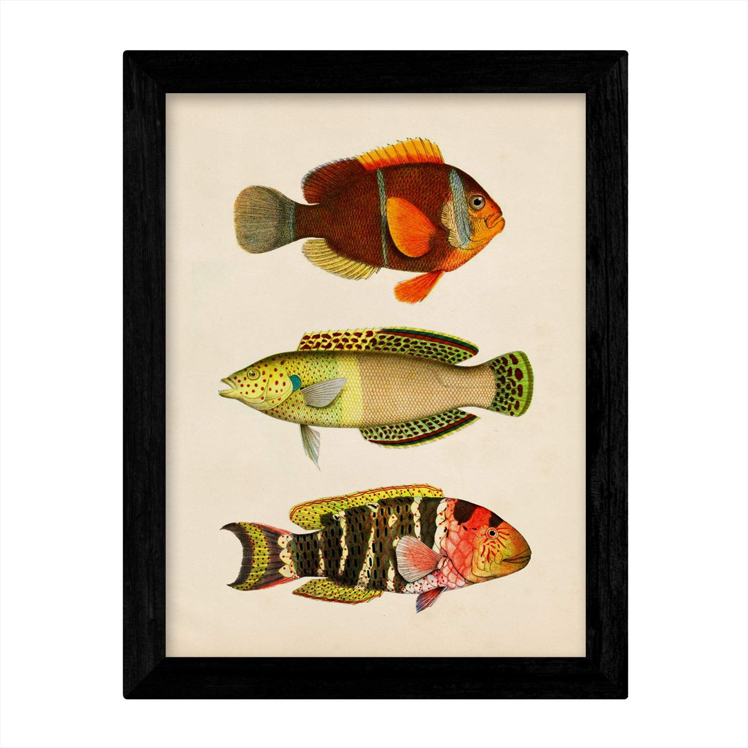 Set de 4 láminas de peces coloridos efecto vintage. Bahamas. Composicion de 12 peces diferentes, fondo papel antiguo vintage.-Artwork-Nacnic-Nacnic Estudio SL