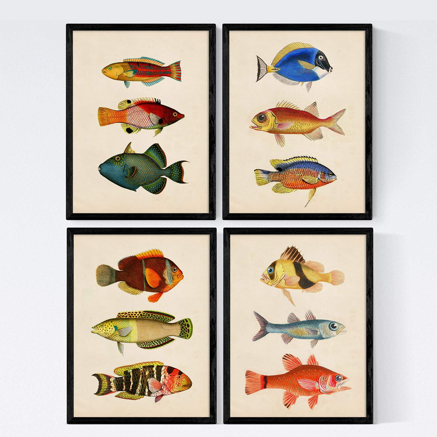 Set de 4 láminas de peces coloridos efecto vintage. Bahamas. Composicion de 12 peces diferentes, fondo papel antiguo vintage.-Artwork-Nacnic-Nacnic Estudio SL