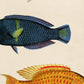 Set de 4 láminas de peces coloridos efecto vintage. Baleares. Composicion de 10 peces diferentes, fondo papel antiguo vintage. .-Artwork-Nacnic-Nacnic Estudio SL