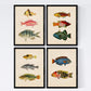 Set de 4 láminas de peces coloridos efecto vintage. Cantabrico. Composicion de 11 peces diferentes, fondo papel antiguo vintage.-Artwork-Nacnic-Nacnic Estudio SL