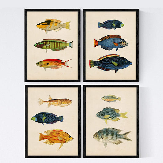 Set de 4 láminas de peces coloridos efecto vintage. Caribe. Composicion de 12 peces diferentes, fondo papel antiguo vintage. .-Artwork-Nacnic-Nacnic Estudio SL
