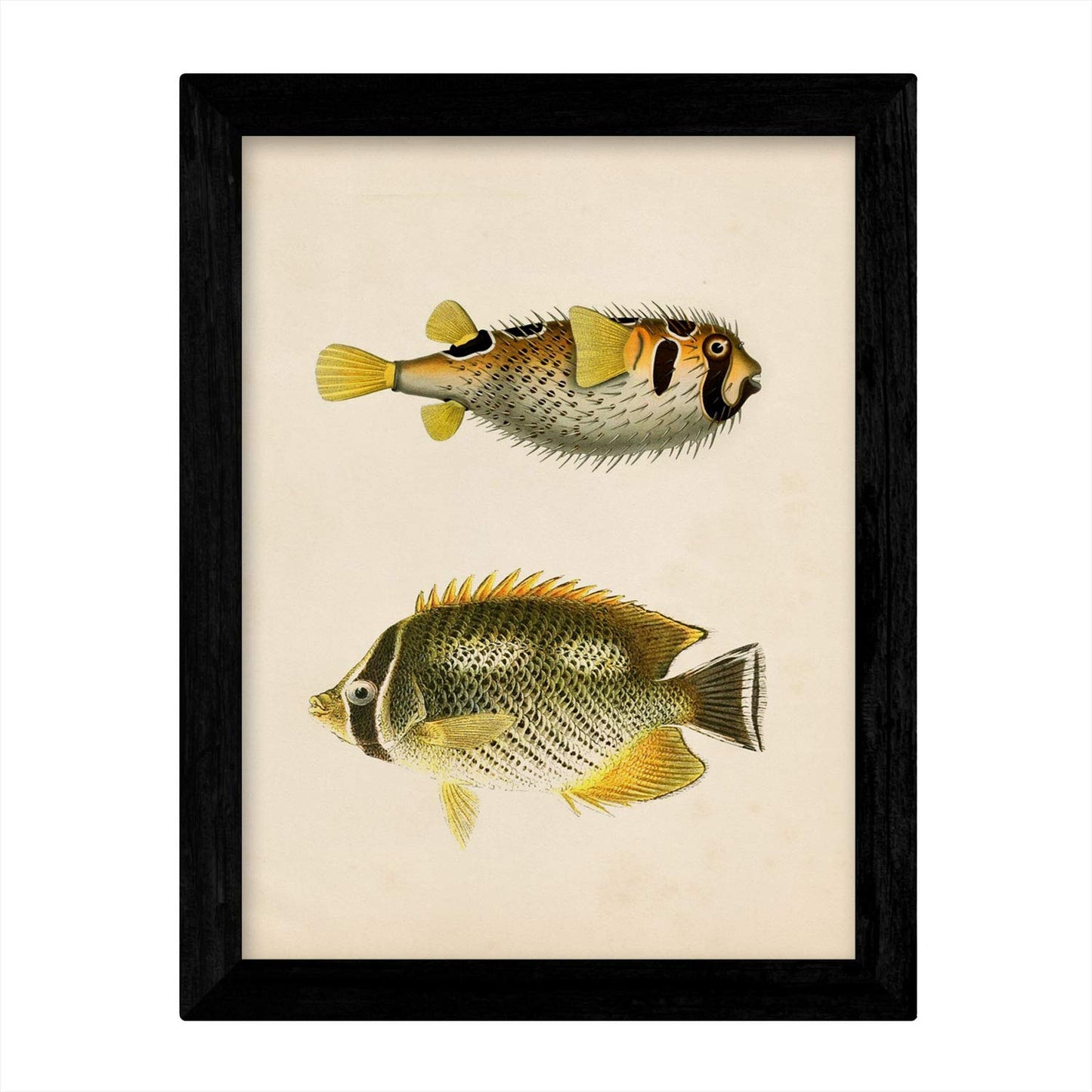 Set de 4 láminas de peces coloridos efecto vintage. Composicion de 10 peces diferentes, fondo papel antiguo vintage-Artwork-Nacnic-Nacnic Estudio SL