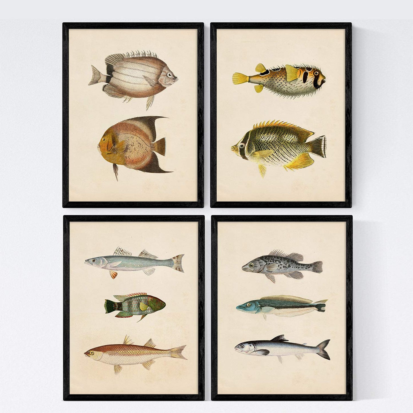 Set de 4 láminas de peces coloridos efecto vintage. Composicion de 10 peces diferentes, fondo papel antiguo vintage-Artwork-Nacnic-Nacnic Estudio SL