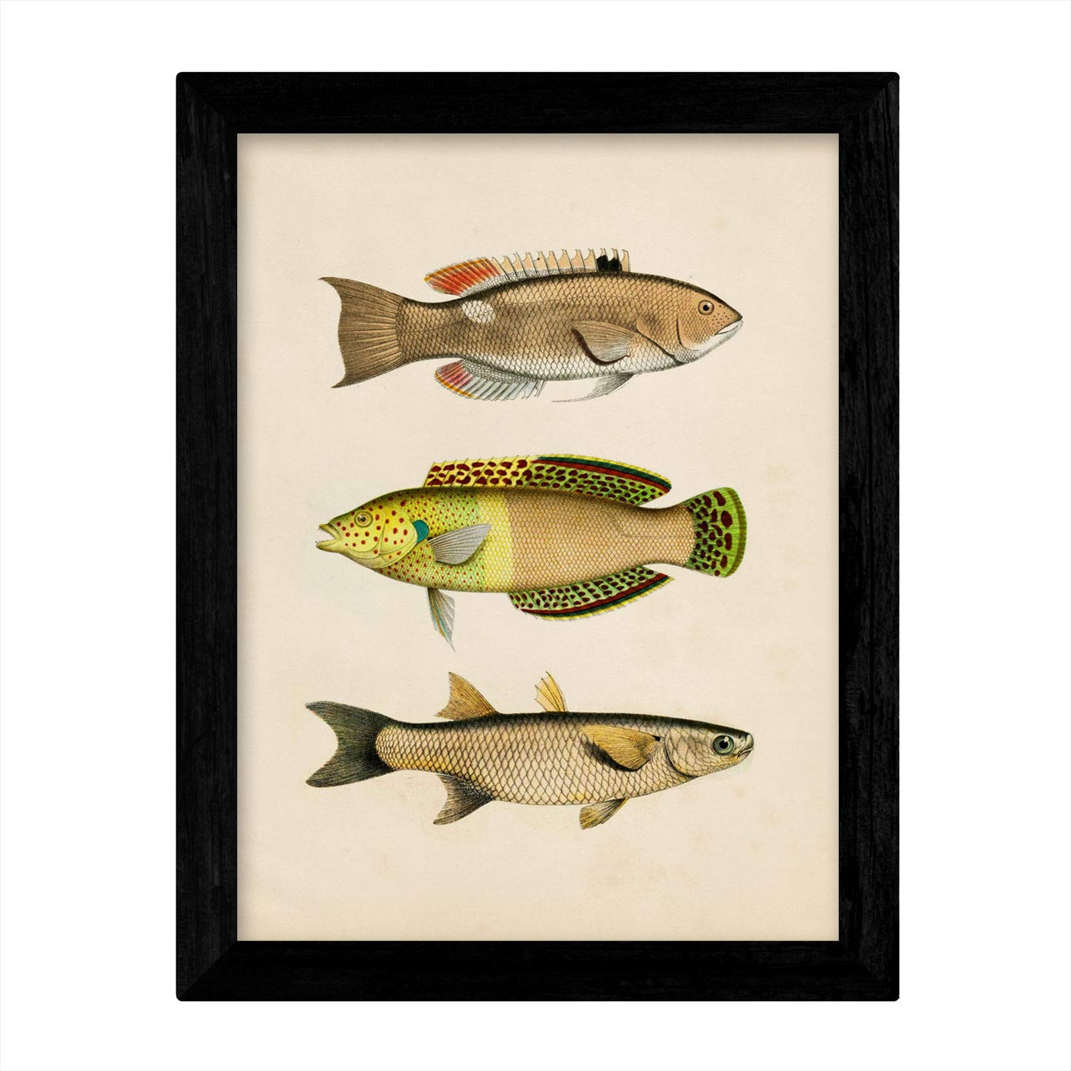 Set de 4 láminas de peces coloridos efecto vintage. Composicion de 10 peces diferentes, fondo papel antiguo vintage. .-Artwork-Nacnic-Nacnic Estudio SL