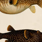 Set de 4 láminas de peces coloridos efecto vintage. Composicion de 10 peces diferentes, fondo papel antiguo vintage.-Artwork-Nacnic-Nacnic Estudio SL