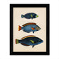 Set de 4 láminas de peces coloridos efecto vintage. Composicion de 10 peces diferentes, fondo papel antiguo vintage.-Artwork-Nacnic-Nacnic Estudio SL