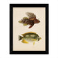 Set de 4 láminas de peces coloridos efecto vintage. Composicion de 10 peces diferentes, fondo papel antiguo vintage.-Artwork-Nacnic-Nacnic Estudio SL