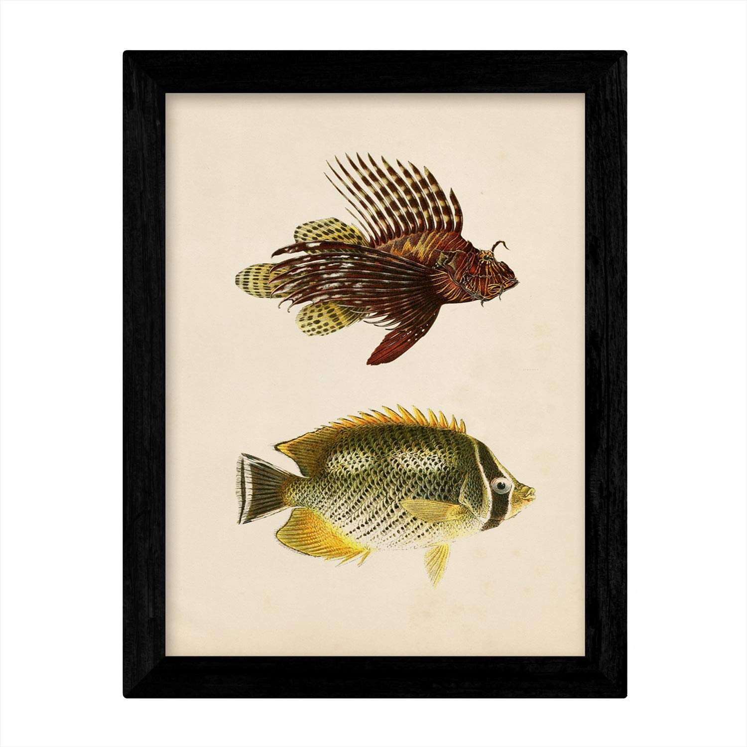 Set de 4 láminas de peces coloridos efecto vintage. Composicion de 10 peces diferentes, fondo papel antiguo vintage.-Artwork-Nacnic-Nacnic Estudio SL