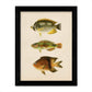Set de 4 láminas de peces coloridos efecto vintage. Composicion de 10 peces diferentes, fondo papel antiguo vintage.-Artwork-Nacnic-Nacnic Estudio SL