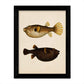 Set de 4 láminas de peces coloridos efecto vintage. Composicion de 10 peces diferentes, fondo papel antiguo vintage.-Artwork-Nacnic-Nacnic Estudio SL