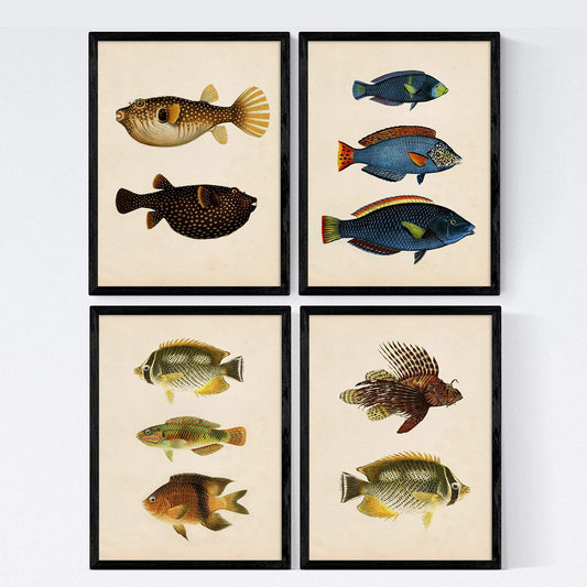 Set de 4 láminas de peces coloridos efecto vintage. Composicion de 10 peces diferentes, fondo papel antiguo vintage.-Artwork-Nacnic-Nacnic Estudio SL