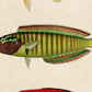 Set de 4 láminas de peces coloridos efecto vintage. Composicion de 11 peces diferentes, fondo papel antiguo vintage-Artwork-Nacnic-Nacnic Estudio SL