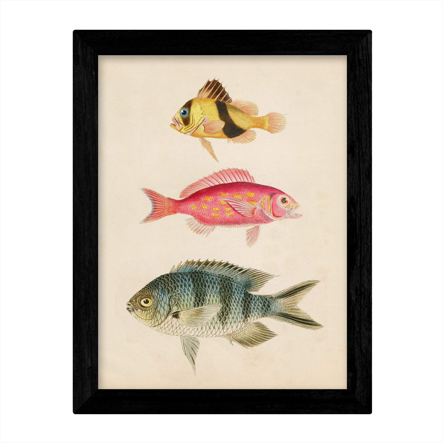 Set de 4 láminas de peces coloridos efecto vintage. Composicion de 11 peces diferentes, fondo papel antiguo vintage-Artwork-Nacnic-Nacnic Estudio SL