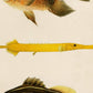 Set de 4 láminas de peces coloridos efecto vintage. Composicion de 11 peces diferentes, fondo papel antiguo vintage.-Artwork-Nacnic-Nacnic Estudio SL