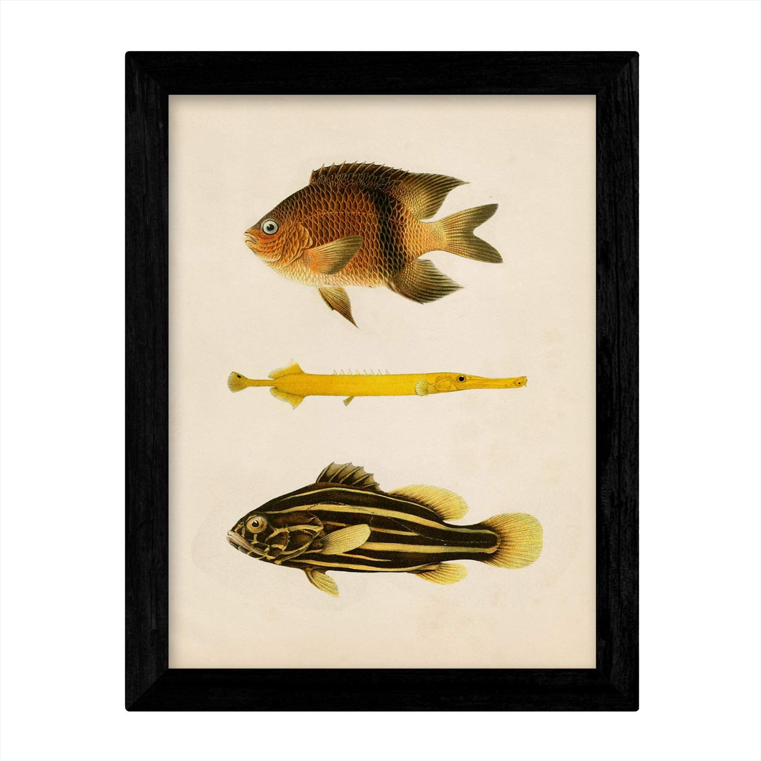 Set de 4 láminas de peces coloridos efecto vintage. Composicion de 11 peces diferentes, fondo papel antiguo vintage.-Artwork-Nacnic-Nacnic Estudio SL