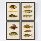 Set de 4 láminas de peces coloridos efecto vintage. Composicion de 11 peces diferentes, fondo papel antiguo vintage.-Artwork-Nacnic-Nacnic Estudio SL