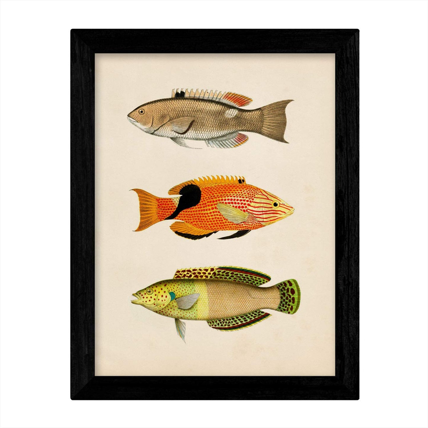 Set de 4 láminas de peces coloridos efecto vintage. Composicion de 12 peces diferentes en , fondo papel antiguo vintage-Artwork-Nacnic-Nacnic Estudio SL