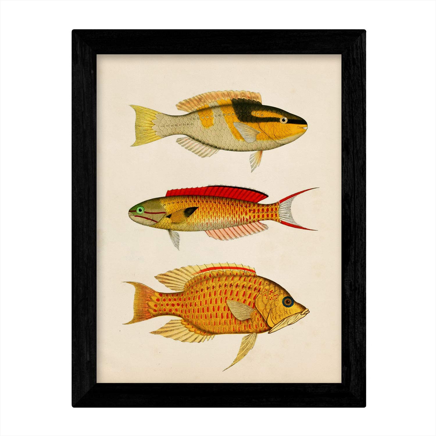 Set de 4 láminas de peces coloridos efecto vintage. Composicion de 12 peces diferentes, fondo papel antiguo vintage.-Artwork-Nacnic-Nacnic Estudio SL