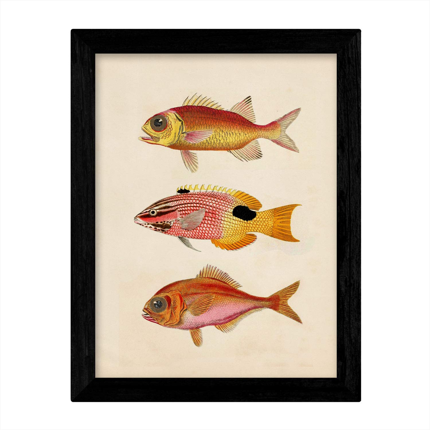 Set de 4 láminas de peces coloridos efecto vintage. Composicion de 12 peces diferentes, fondo papel antiguo vintage.-Artwork-Nacnic-Nacnic Estudio SL