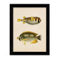 Set de 4 láminas de peces coloridos efecto vintage. Composicion de 8 peces diferentes, fondo papel antiguo vintage-Artwork-Nacnic-Nacnic Estudio SL