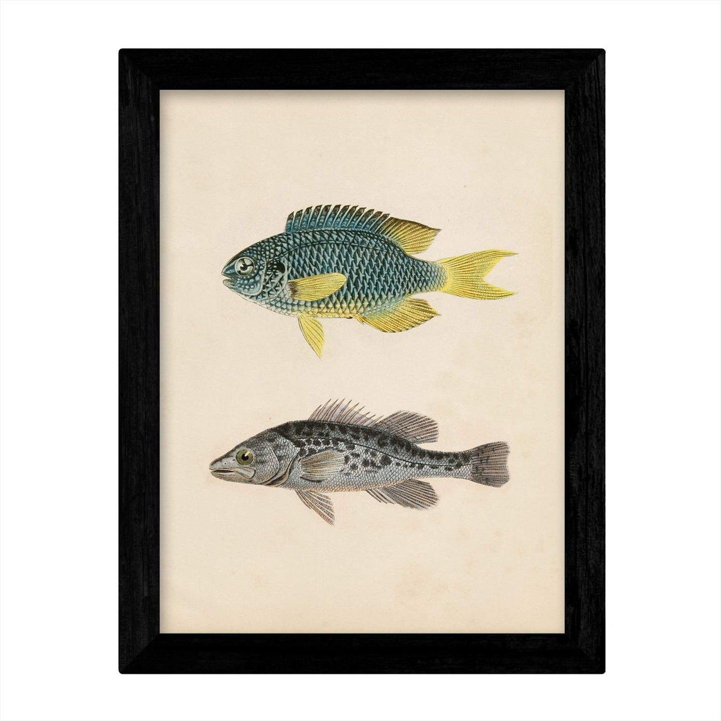 Set de 4 láminas de peces coloridos efecto vintage. Composicion de 8 peces diferentes, fondo papel antiguo vintage-Artwork-Nacnic-Nacnic Estudio SL