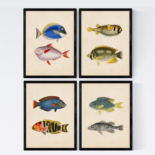 Set de 4 láminas de peces coloridos efecto vintage. Composicion de 8 peces diferentes, fondo papel antiguo vintage-Artwork-Nacnic-Nacnic Estudio SL