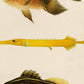 Set de 4 láminas de peces coloridos efecto vintage. Java. Composicion de 9 peces diferentes, fondo papel antiguo vintage. .-Artwork-Nacnic-Nacnic Estudio SL