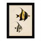 Set de 4 láminas de peces coloridos efecto vintage. Java. Composicion de 9 peces diferentes, fondo papel antiguo vintage. .-Artwork-Nacnic-Nacnic Estudio SL