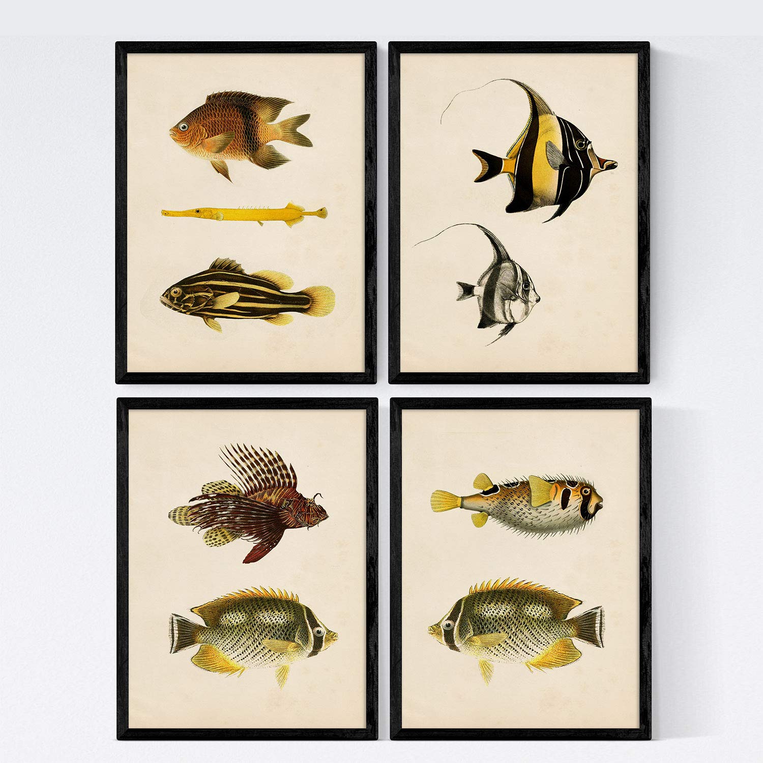 Set de 4 láminas de peces coloridos efecto vintage. Java. Composicion de 9 peces diferentes, fondo papel antiguo vintage. .-Artwork-Nacnic-Nacnic Estudio SL