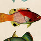 Set de 4 láminas de peces coloridos efecto vintage. Maldivas. Composicion de 10 peces diferentes, fondo papel antiguo vintage.-Artwork-Nacnic-Nacnic Estudio SL