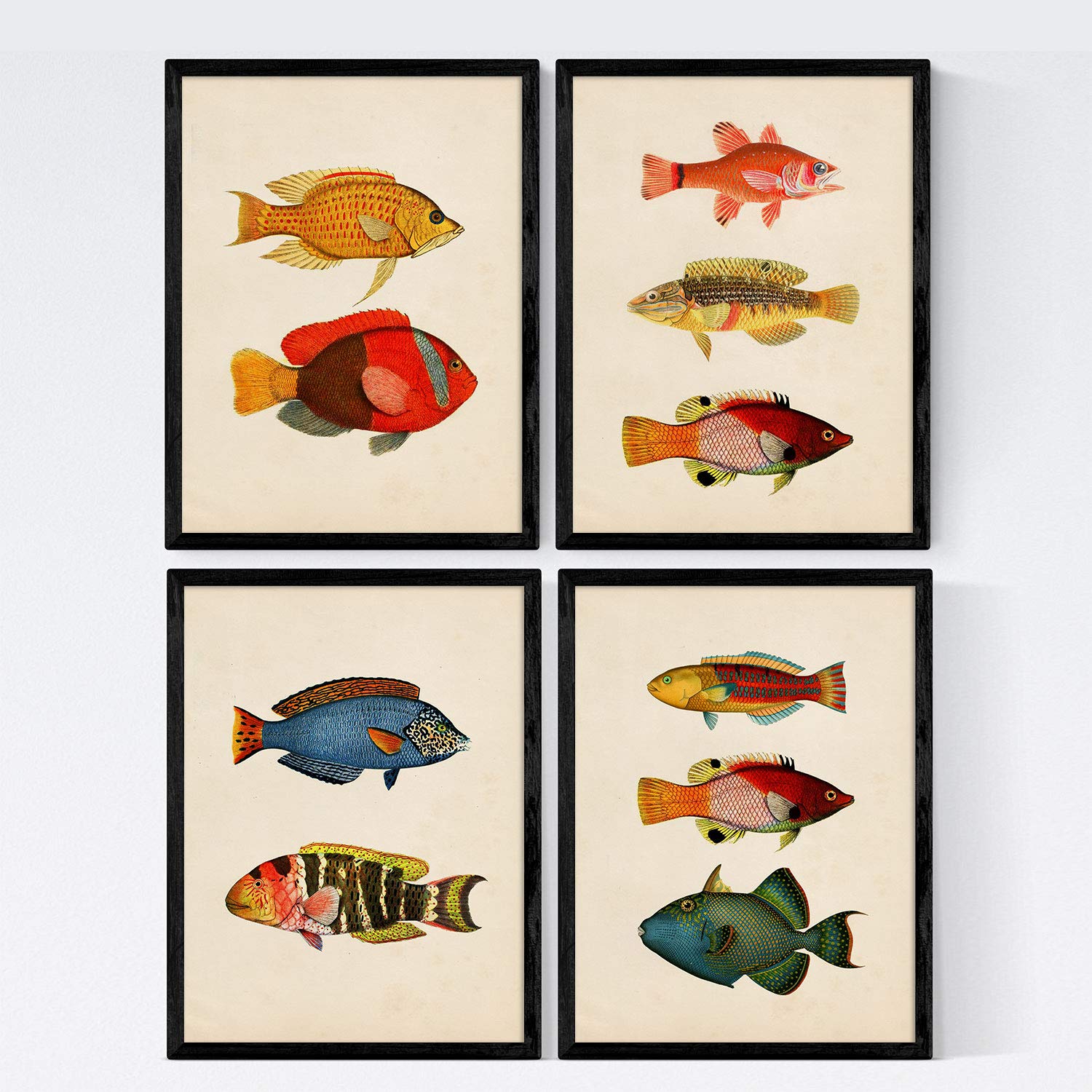Set de 4 láminas de peces coloridos efecto vintage. Maldivas. Composicion de 10 peces diferentes, fondo papel antiguo vintage.-Artwork-Nacnic-Nacnic Estudio SL