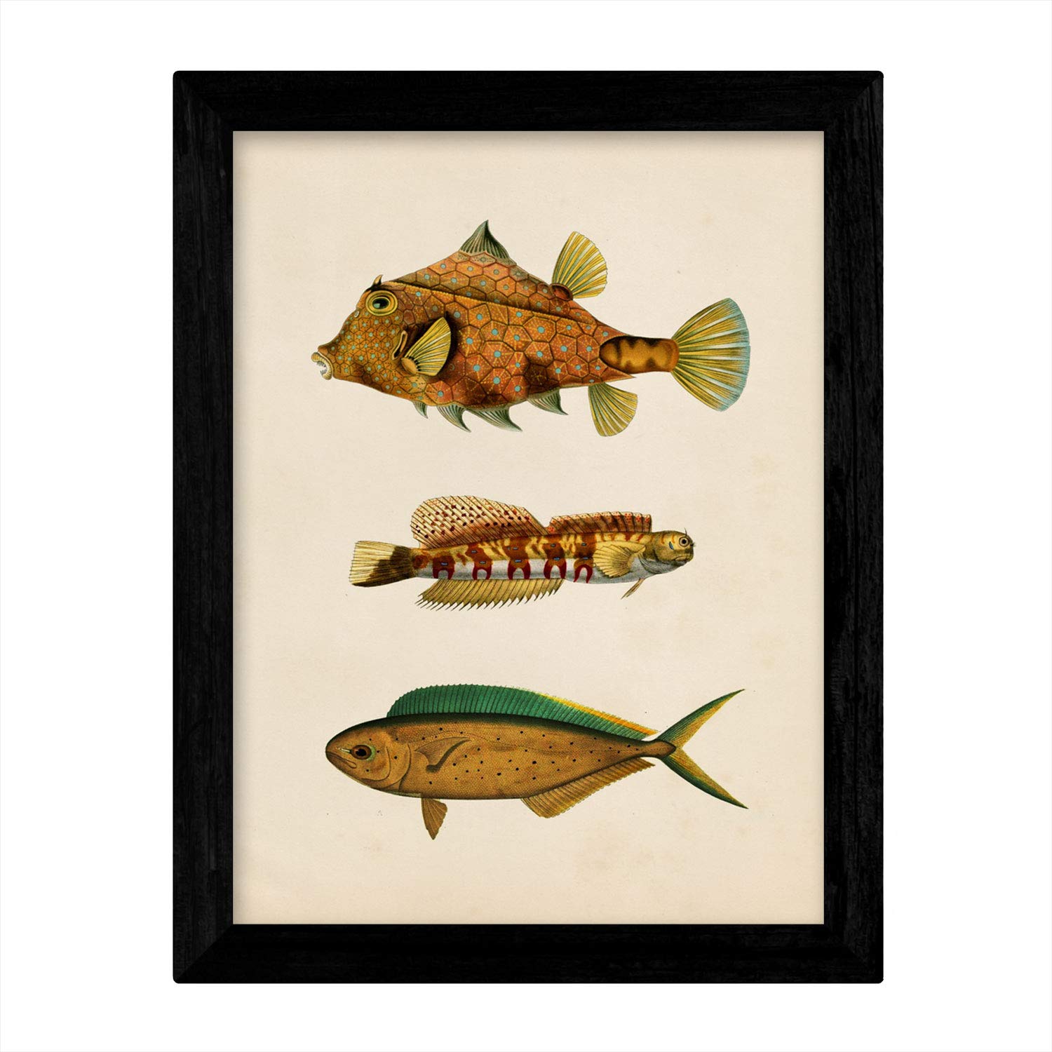 Set de 4 láminas de peces coloridos efecto vintage. Norte. Composicion de 11 peces diferentes, fondo papel antiguo vintage. .-Artwork-Nacnic-Nacnic Estudio SL