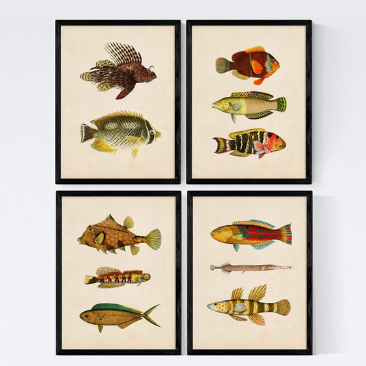 Set de 4 láminas de peces coloridos efecto vintage. Norte. Composicion de 11 peces diferentes, fondo papel antiguo vintage. .-Artwork-Nacnic-Nacnic Estudio SL