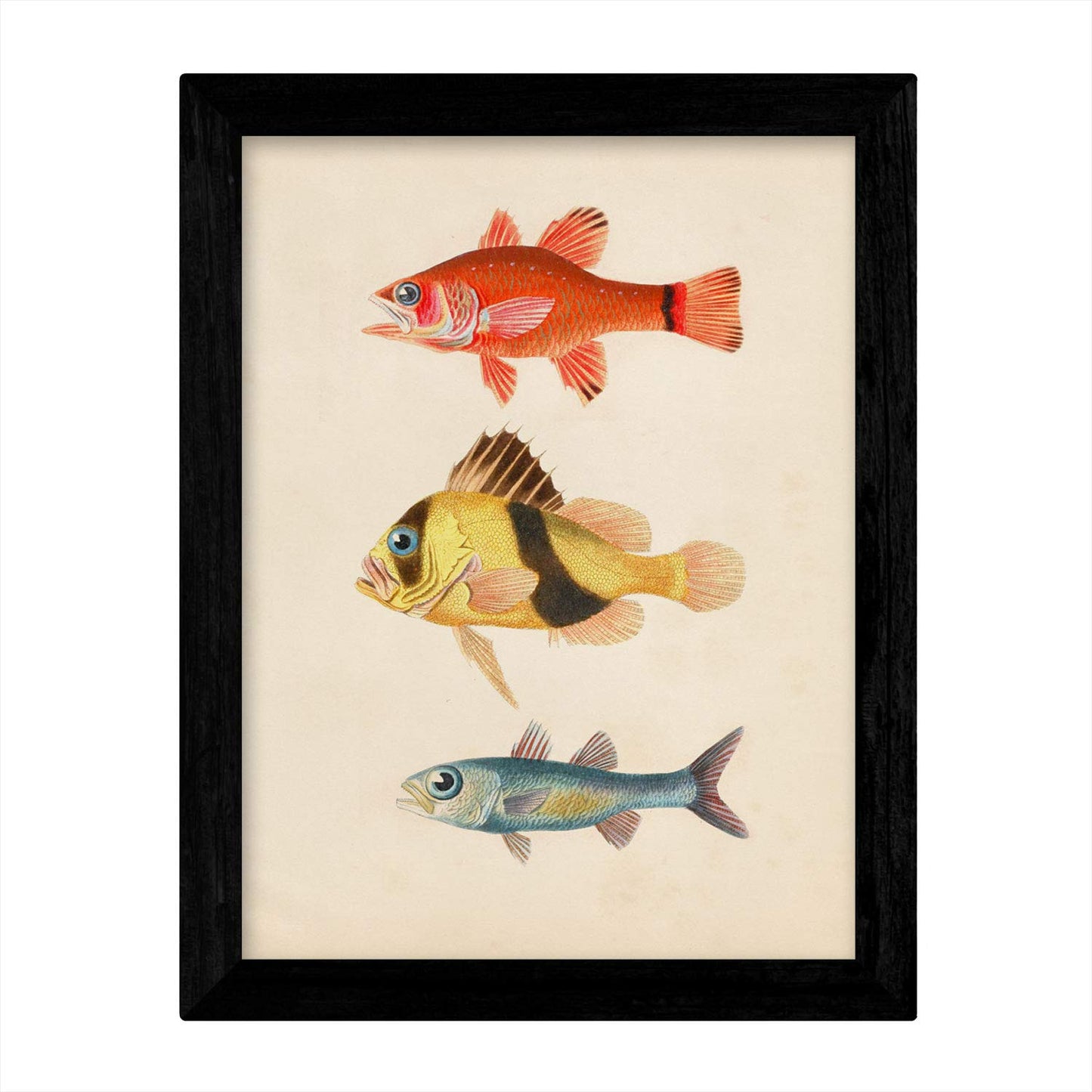 Set de 4 láminas de peces coloridos. Mediterraneo. Composicion de 11 peces diferentes, fondo papel antiguo vintage.-Artwork-Nacnic-Nacnic Estudio SL