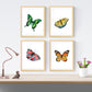 Set de 4 láminas para enmarcar, 4 Mariposas, . Decoración de hogar. alta calidad. Decora el salón, o haz el regalo perfecto.-Artwork-Nacnic-Nacnic Estudio SL
