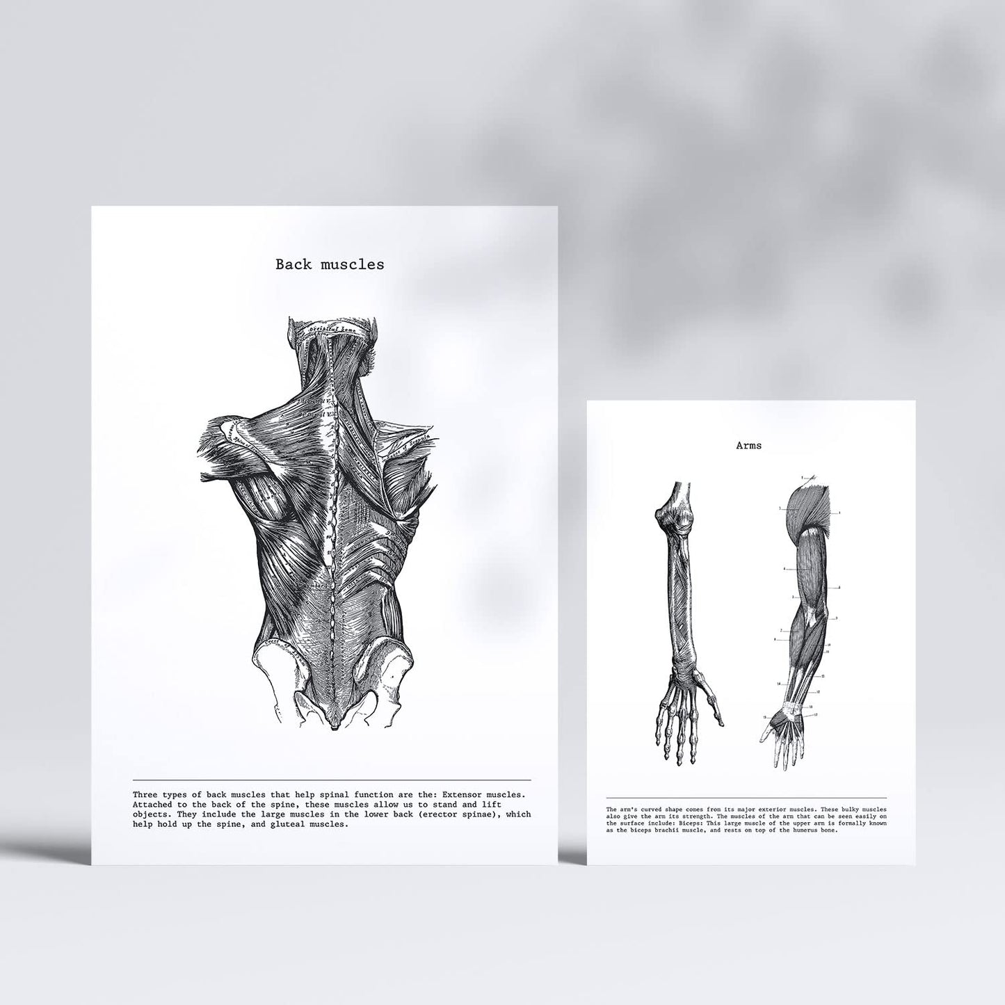 Set de 6 posters de Anatomía. Colección de láminas con estética collage para la Tamaños A3 y A4. .-Artwork-Nacnic-Nacnic Estudio SL
