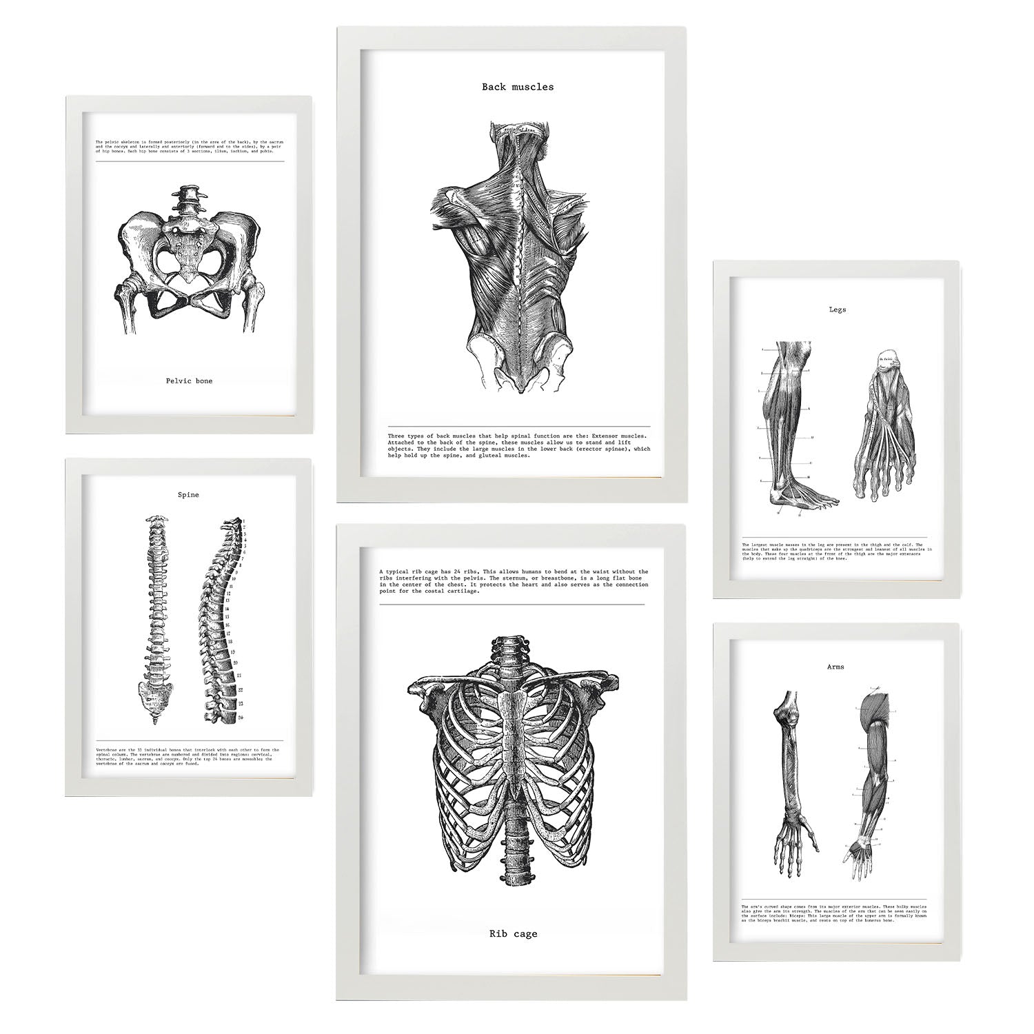 Set de 6 posters de Anatomía. Colección de láminas con estética collage para la Tamaños A3 y A4. .-Artwork-Nacnic-Marco Blanco-Nacnic Estudio SL