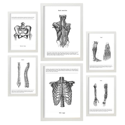 Set de 6 posters de Anatomía. Colección de láminas con estética collage para la Tamaños A3 y A4. .-Artwork-Nacnic-Marco Blanco-Nacnic Estudio SL