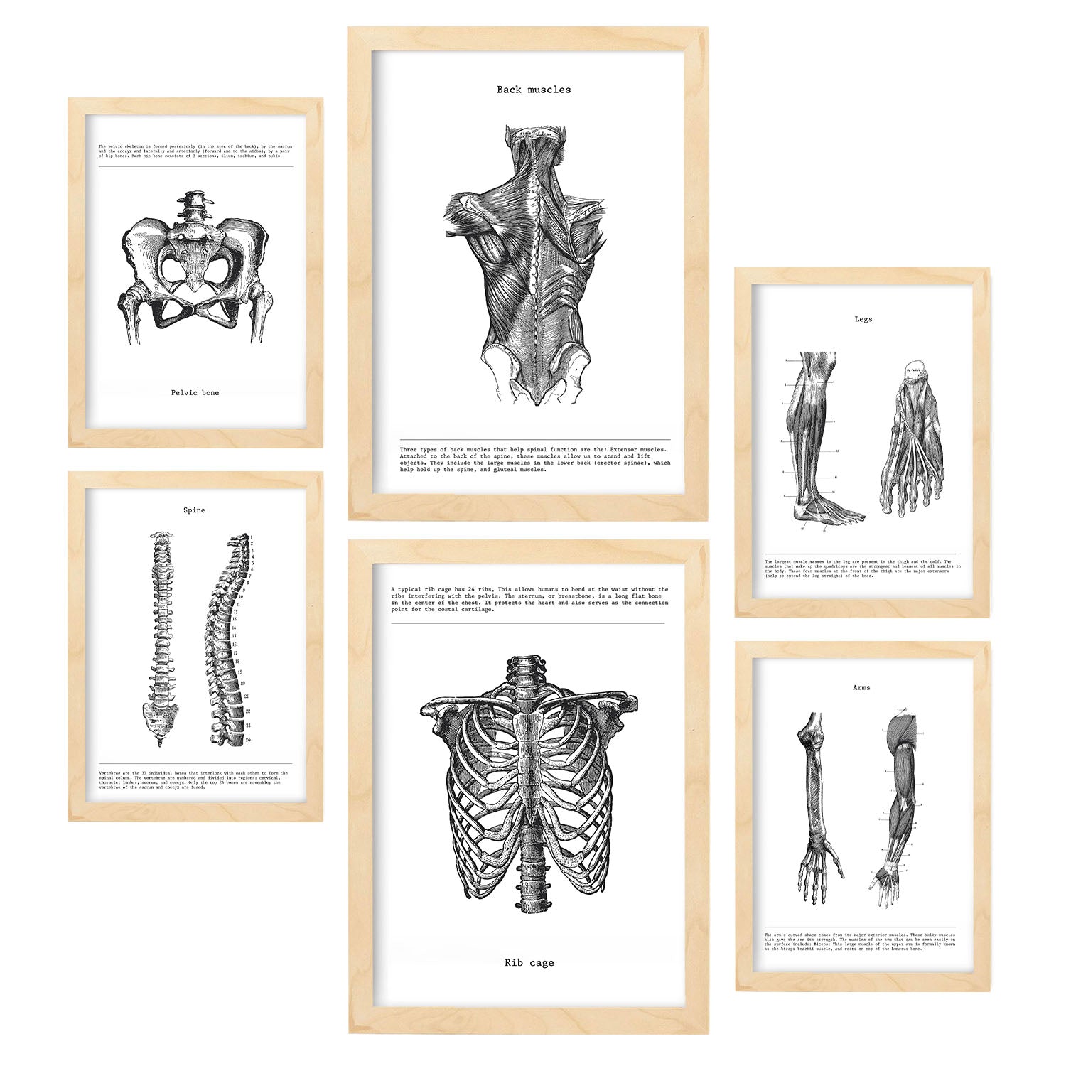 Set de 6 posters de Anatomía. Colección de láminas con estética collage para la Tamaños A3 y A4. .-Artwork-Nacnic-Marco Madera clara-Nacnic Estudio SL