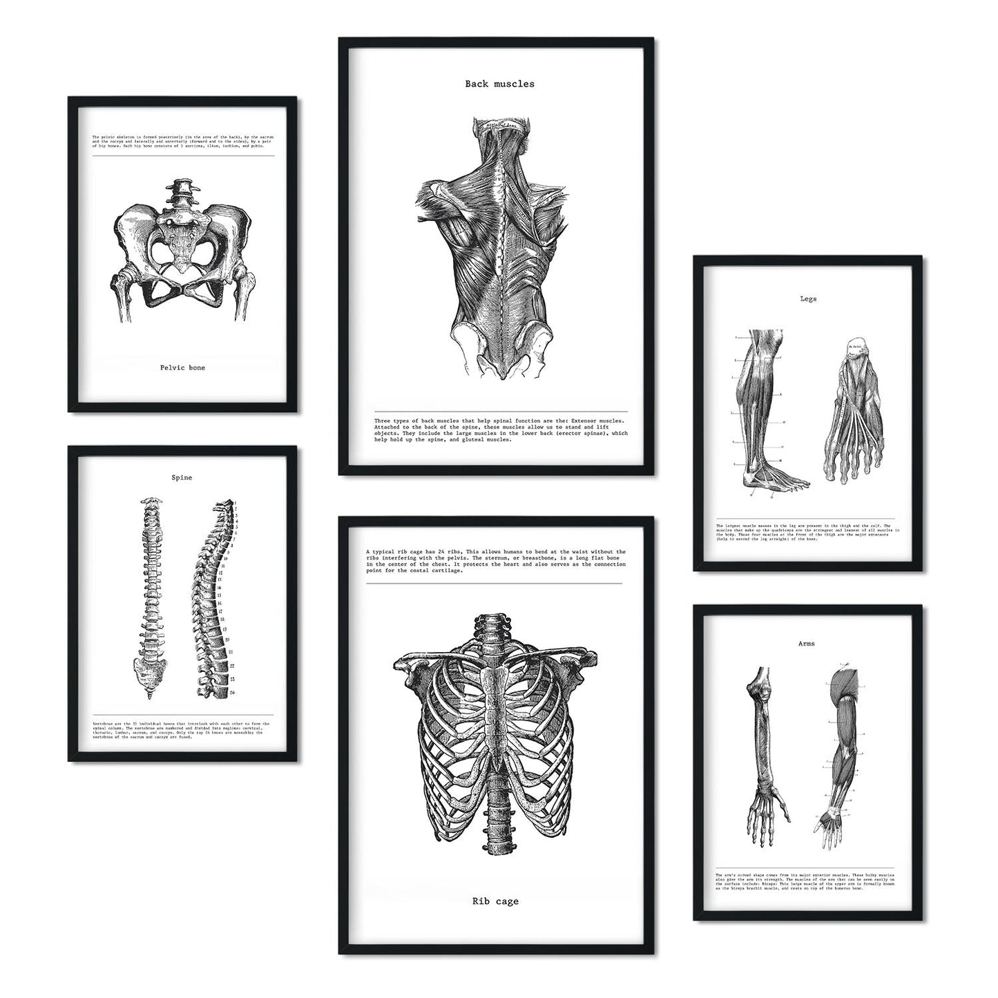 Set de 6 posters de Anatomía. Colección de láminas con estética collage para la Tamaños A3 y A4. .-Artwork-Nacnic-Marco Negro-Nacnic Estudio SL