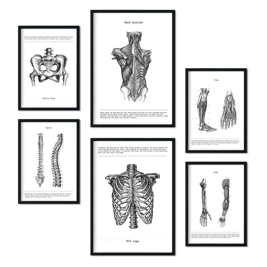 Set de 6 posters de Anatomía. Colección de láminas con estética collage para la Tamaños A3 y A4. .-Artwork-Nacnic-Nacnic Estudio SL